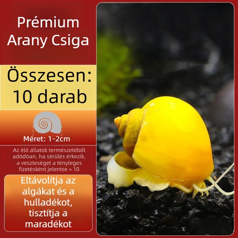 Édesvízi alma csiga akváriumhoz — algamentesítő eszköz és akvárium-tisztítás (kicsi és nagy példányok)