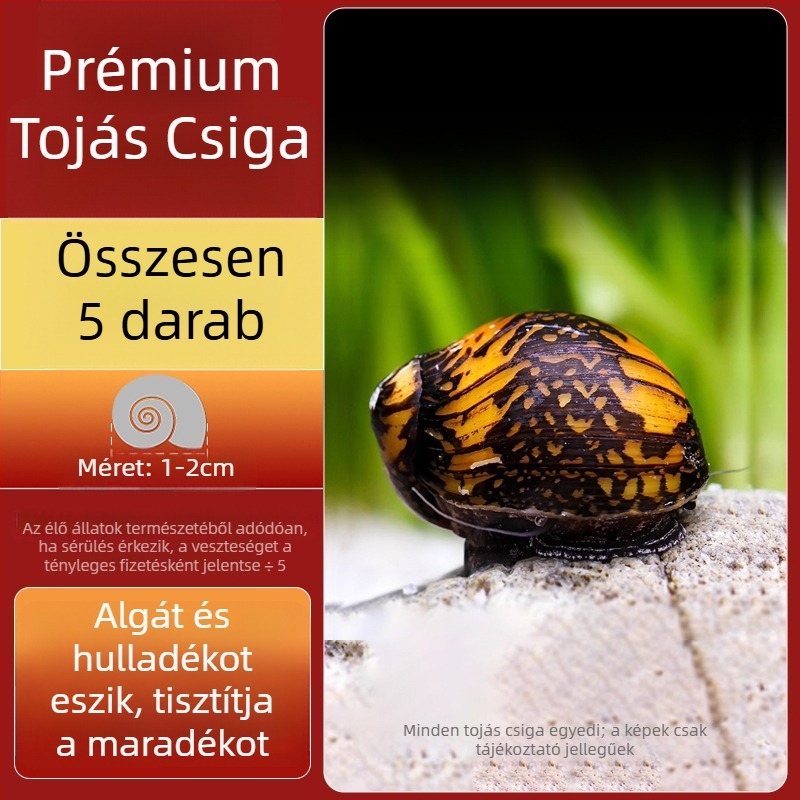 Édesvízi alma csiga akváriumhoz — algamentesítő eszköz és akvárium-tisztítás (kicsi és nagy példányok)