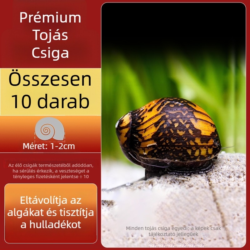 Édesvízi alma csiga akváriumhoz — algamentesítő eszköz és akvárium-tisztítás (kicsi és nagy példányok)