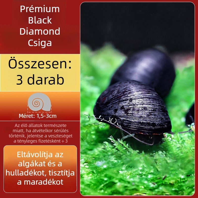Édesvízi alma csiga akváriumhoz — algamentesítő eszköz és akvárium-tisztítás (kicsi és nagy példányok)
