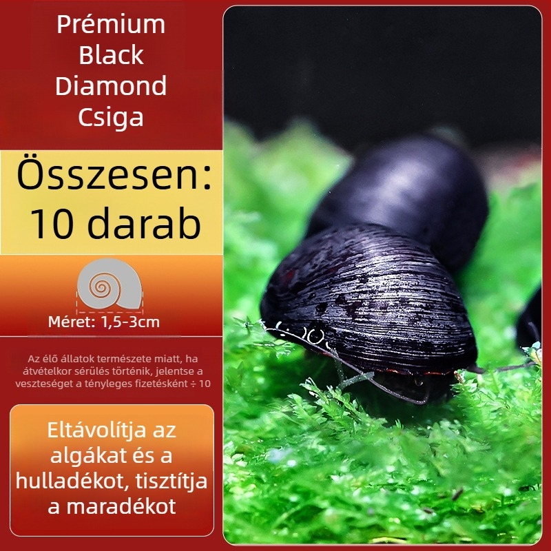 Édesvízi alma csiga akváriumhoz — algamentesítő eszköz és akvárium-tisztítás (kicsi és nagy példányok)