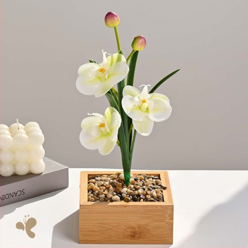 Phalaenopsis orchidea levelekkel, beltéri művirág – fényképezéshez és esküvői dekorációhoz