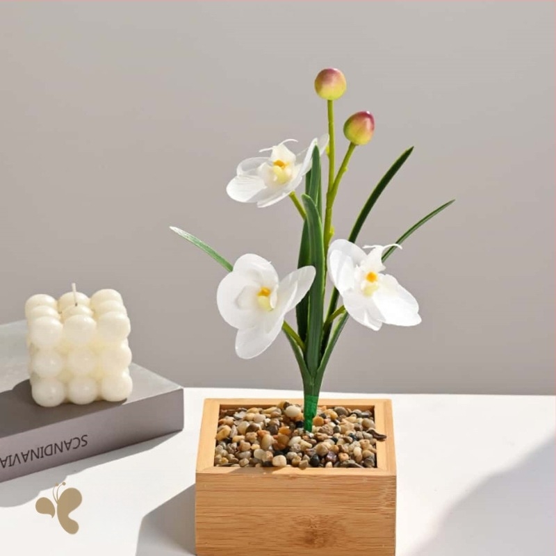 Phalaenopsis orchidea levelekkel, beltéri művirág – fényképezéshez és esküvői dekorációhoz