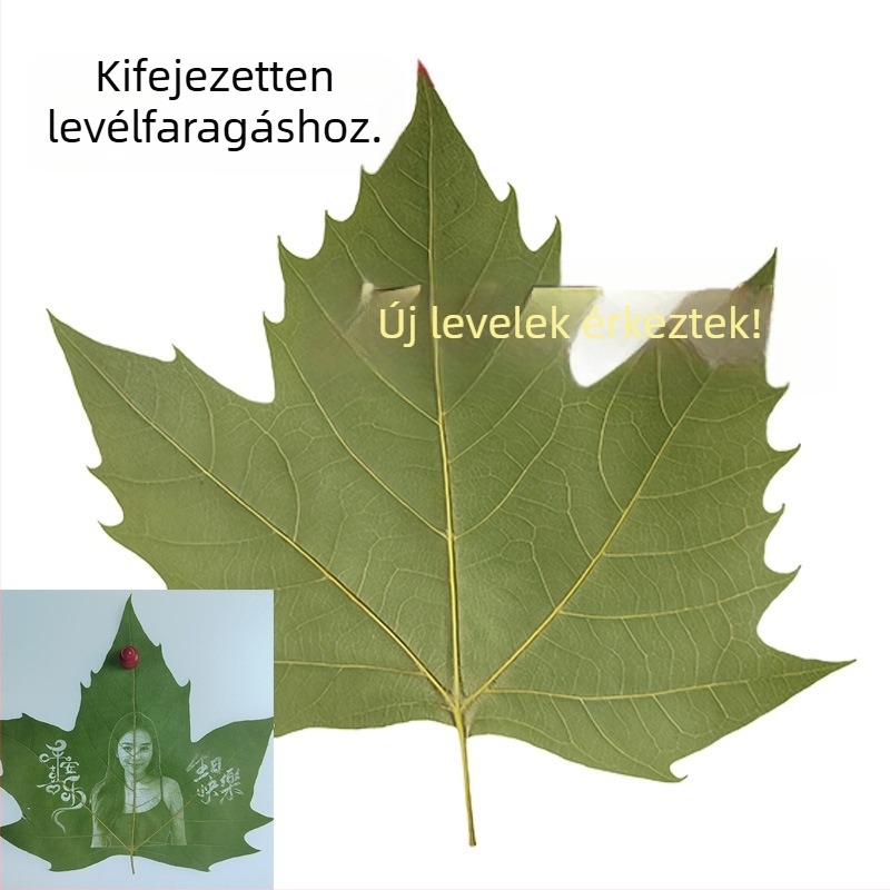 Wutong levelek lézeres gravírozáshoz és levélfaragáshoz – szárított, valódi levelek kézműves anyag