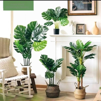 Nordic stílusú mű Monstera növény, beltéri cserepes növény, turtle-back változat, zöld bonsai jellegű növény