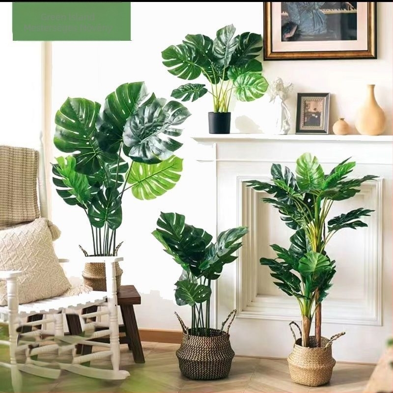 Nordic stílusú mű Monstera növény, beltéri cserepes növény, turtle-back változat, zöld bonsai jellegű növény