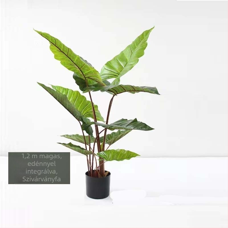 Nordic stílusú mű Monstera növény, beltéri cserepes növény, turtle-back változat, zöld bonsai jellegű növény