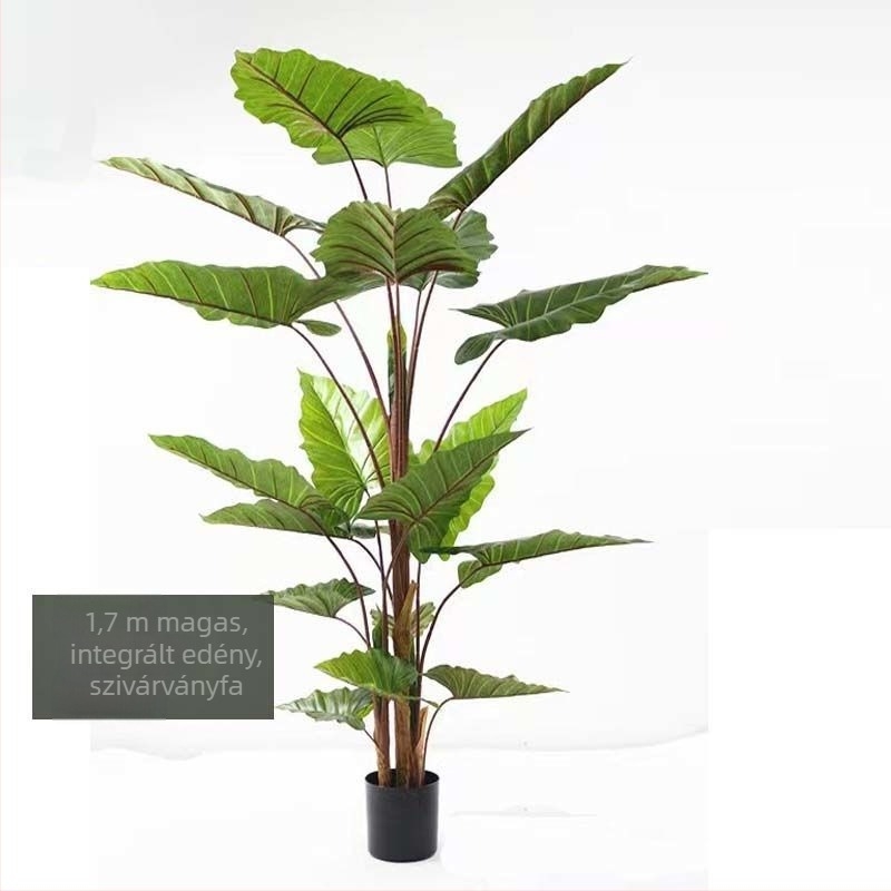 Nordic stílusú mű Monstera növény, beltéri cserepes növény, turtle-back változat, zöld bonsai jellegű növény