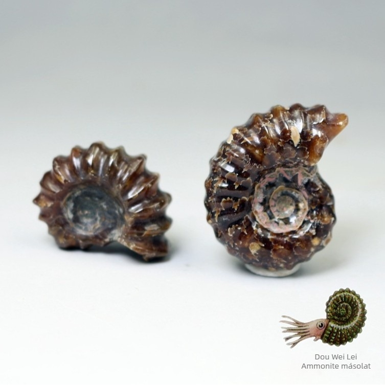 Természetes ammonites fosszília kristályban, tengeri foszilia dekoratív darab, modern minimális stílus, oktatási példány