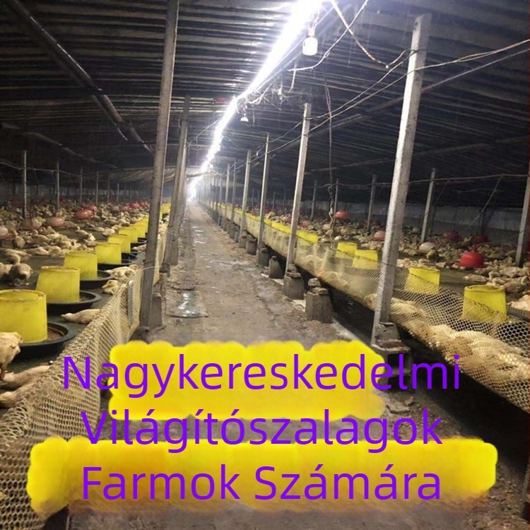 LED-szalag, alacsony feszültségű 24–36 V, kültéri világítás alagutakhoz, garázsokhoz, bányákhoz és alagsorokhoz, hossz 100 m