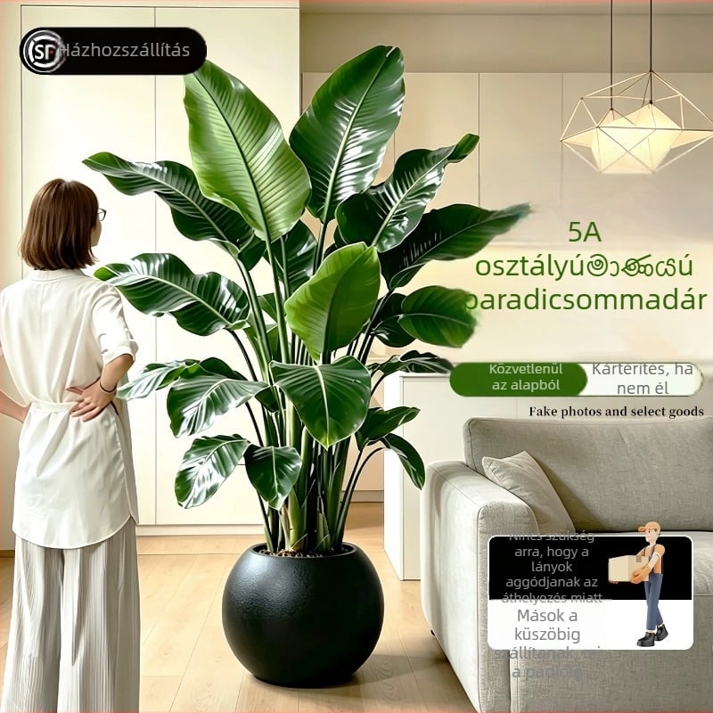 Madárparadicsom cserepes növény nappaliba és irodába, nagy beltéri zöld növény (Strelitzia)