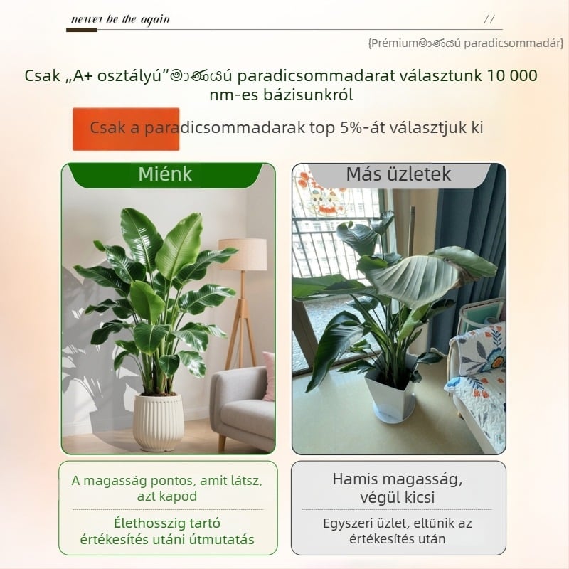 Madárparadicsom cserepes növény nappaliba és irodába, nagy beltéri zöld növény (Strelitzia)