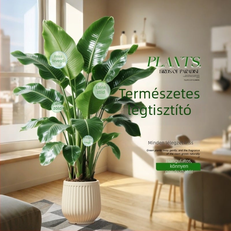 Madárparadicsom cserepes növény nappaliba és irodába, nagy beltéri zöld növény (Strelitzia)