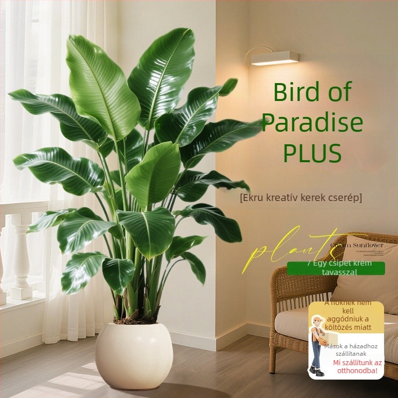 Madárparadicsom cserepes növény nappaliba és irodába, nagy beltéri zöld növény (Strelitzia)