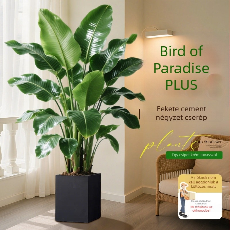 Madárparadicsom cserepes növény nappaliba és irodába, nagy beltéri zöld növény (Strelitzia)