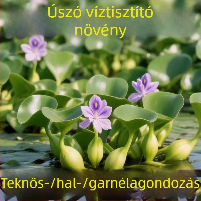 Water Hyacinth – hidropóniás növény tavakhoz, édesvízi növény a víz tisztításáért és oxigénellátásért, teknősök és halak élőhelye, virágzás