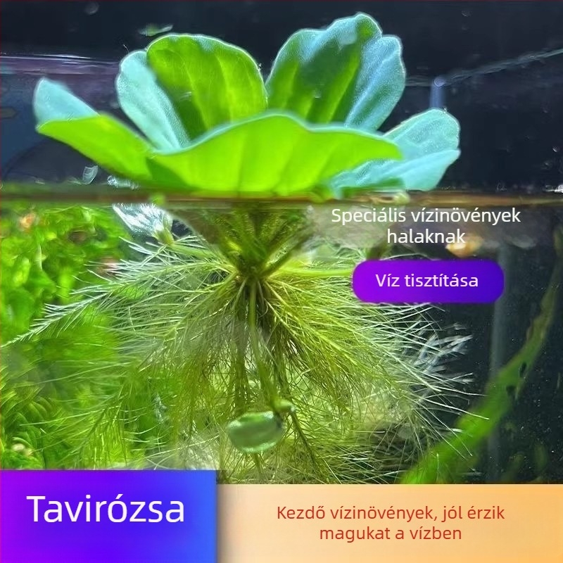 Water Hyacinth – hidropóniás növény tavakhoz, édesvízi növény a víz tisztításáért és oxigénellátásért, teknősök és halak élőhelye, virágzás
