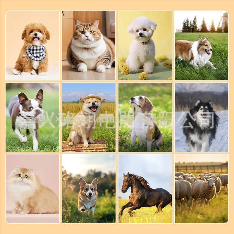 Mașină de tuns electrică profesională pentru animale de companie, 10W/30W/7FW/4FW A5, cu lamă largă, vânzare internațională, cap de tăiere