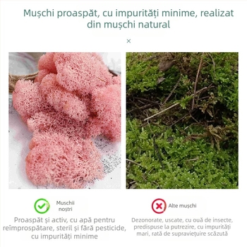 Mușchi nemuritor, mușchi în cutie, plantă, perete, amenajare peisagistică, mușchi, vitrină, decorațiuni interioare, micro-peisaj, floare eternă, mușchi