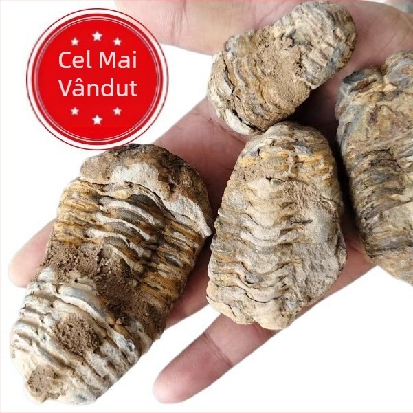 Maroc natural antic fosile marine trilobit specimen paleontologie colecție piatră copii predare știință popularizare