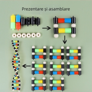 Model de structură a ADN-ului în dublă helix – material didactic din plastic pentru biologie gimnazială, utilizare în interior și exterior, Liuxin