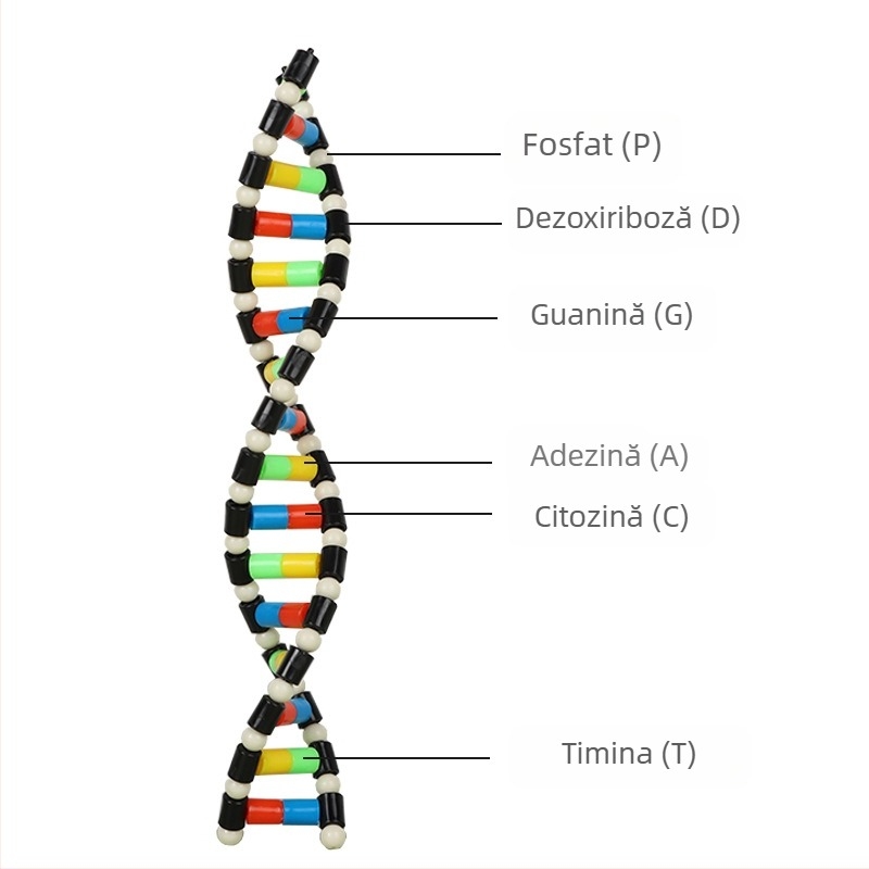 Model de structură a ADN-ului în dublă helix – material didactic din plastic pentru biologie gimnazială, utilizare în interior și exterior, Liuxin