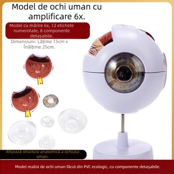 Model de anatomie a ochiului pentru învățământ medical, material PVC, marcă Zhenghe River, etichetă privată disponibilă