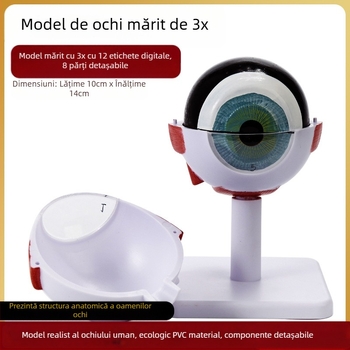 Model de anatomie a ochiului pentru învățământ medical, material PVC, marcă Zhenghe River, etichetă privată disponibilă