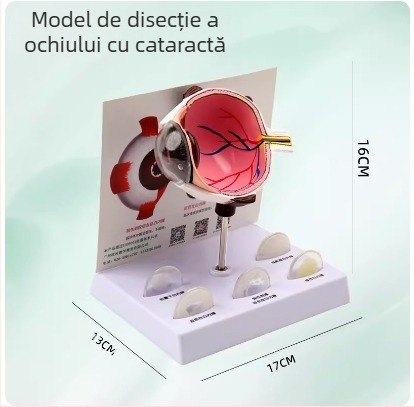Model de anatomie a ochiului pentru învățământ medical, material PVC, marcă Zhenghe River, etichetă privată disponibilă