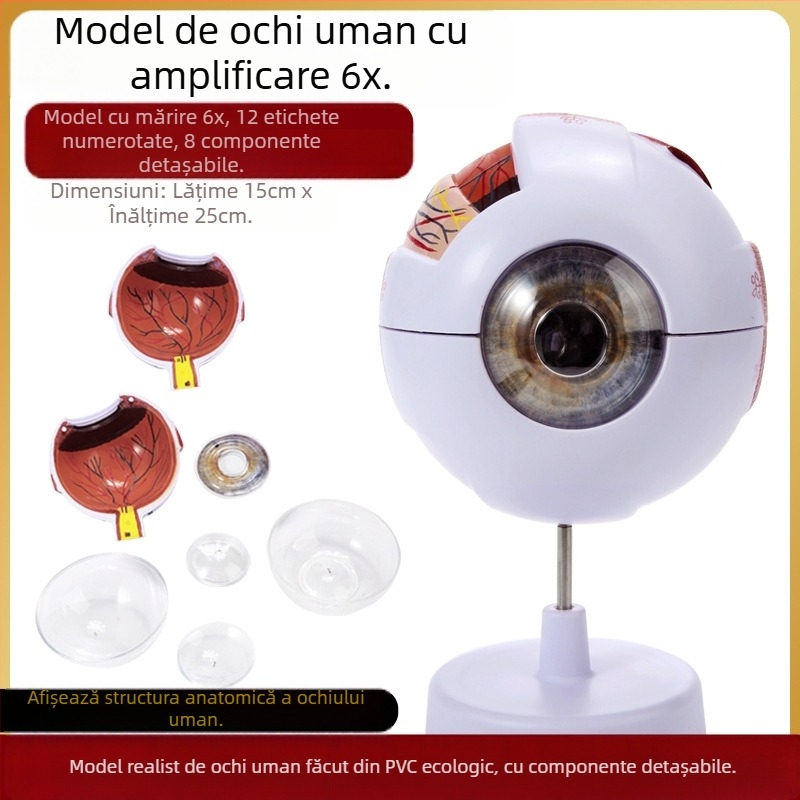 Model de anatomie a ochiului pentru învățământ medical, material PVC, marcă Zhenghe River, etichetă privată disponibilă