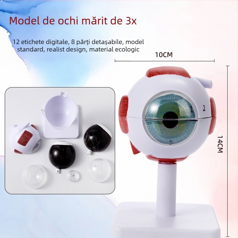 Model de anatomie a ochiului pentru învățământ medical, material PVC, marcă Zhenghe River, etichetă privată disponibilă