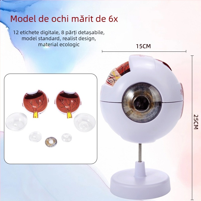 Model de anatomie a ochiului pentru învățământ medical, material PVC, marcă Zhenghe River, etichetă privată disponibilă