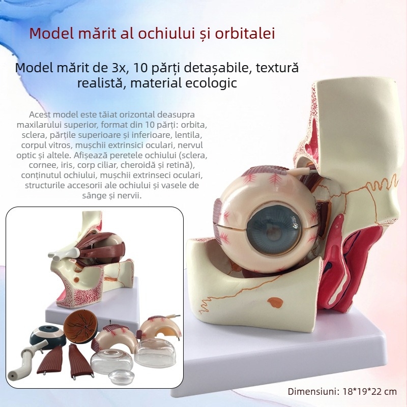 Model de anatomie a ochiului pentru învățământ medical, material PVC, marcă Zhenghe River, etichetă privată disponibilă