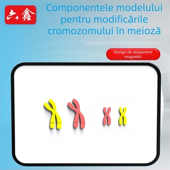 Liuxin instrument didactic: Model de schimbare a cromozomilor în meioză cu absorbție magnetică