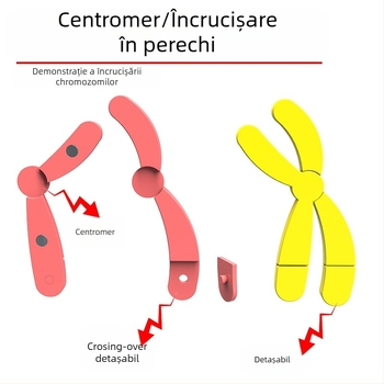 Liuxin instrument didactic: Model de schimbare a cromozomilor în meioză cu absorbție magnetică