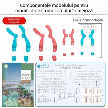Liuxin instrument didactic: Model de schimbare a cromozomilor în meioză cu absorbție magnetică