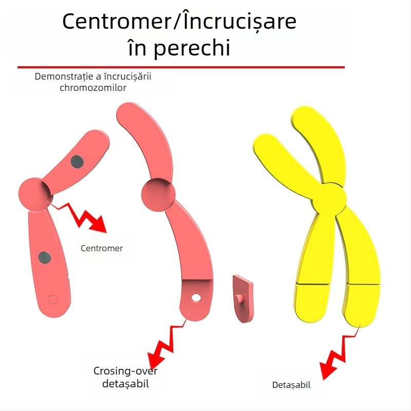 Liuxin instrument didactic: Model de schimbare a cromozomilor în meioză cu absorbție magnetică