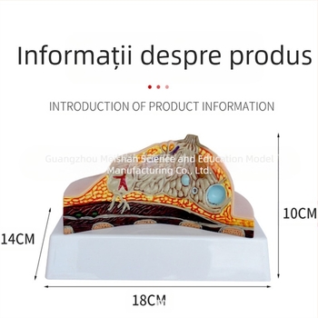 Model de sân patologic pentru instruire medicală