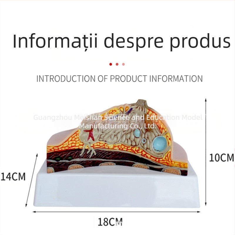 Model de sân patologic pentru instruire medicală
