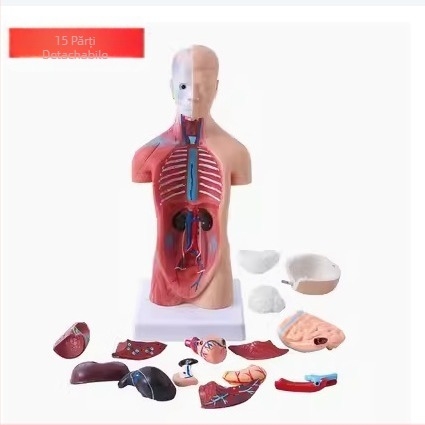 Model torace uman cu organe interne pentru învățământ medical, material PVC, structură a sistemului de organe
