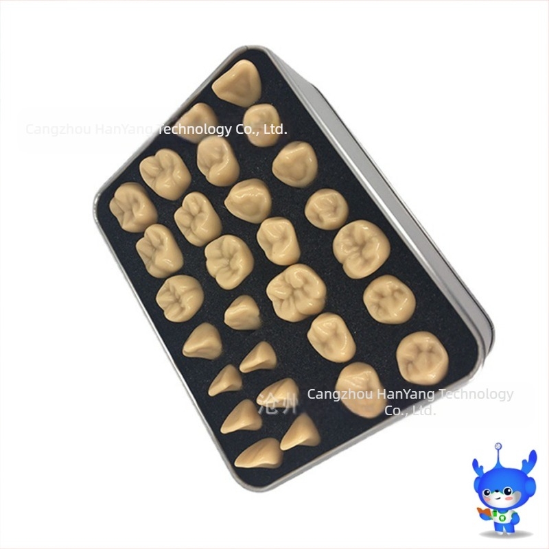 Model de sculptură dentară — marca HDF, producție domestică, cod de bare 448037, Categorie: Alte substanțe chimice pentru igiena orală