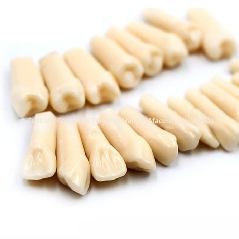 Model dentar de antrenament cu 32 dinți, pulpa deschisă, șuruburi incluse, pentru adulți