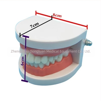 Shang Shang model dentar educațional pentru adulți, de unică folosință, 90 g, pachet de 100