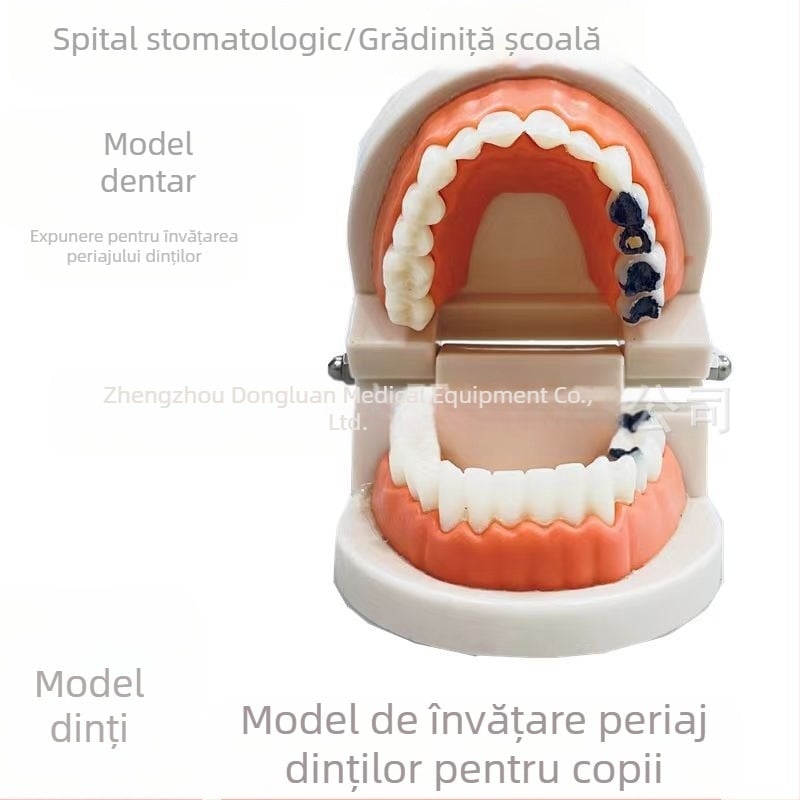 Shang Shang model dentar educațional pentru adulți, de unică folosință, 90 g, pachet de 100