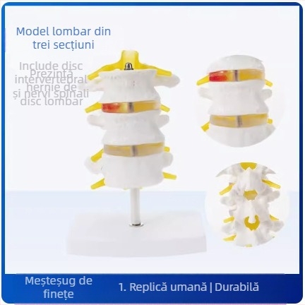 Model de disc intervertebral, PVC, model educațional de anatomie pentru demonstrarea patologiei coloanei lombare, Zhenghe River