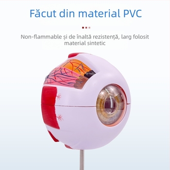 Model anatomic al ochiului uman, detașabil, din PVC, marca Blue Butterfly