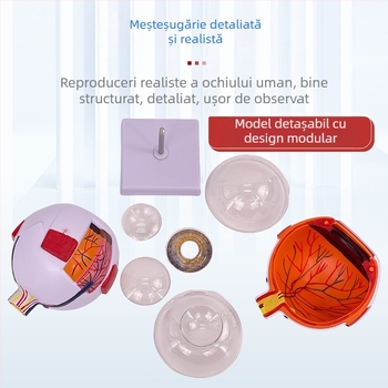 Model anatomic al ochiului uman, detașabil, din PVC, marca Blue Butterfly