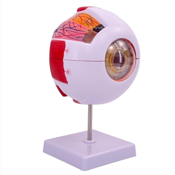 Model anatomic al ochiului uman, detașabil, din PVC, marca Blue Butterfly
