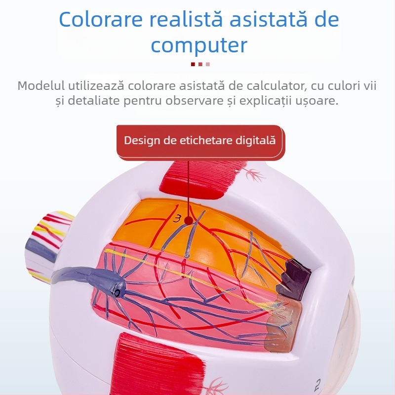 Model anatomic al ochiului uman, detașabil, din PVC, marca Blue Butterfly