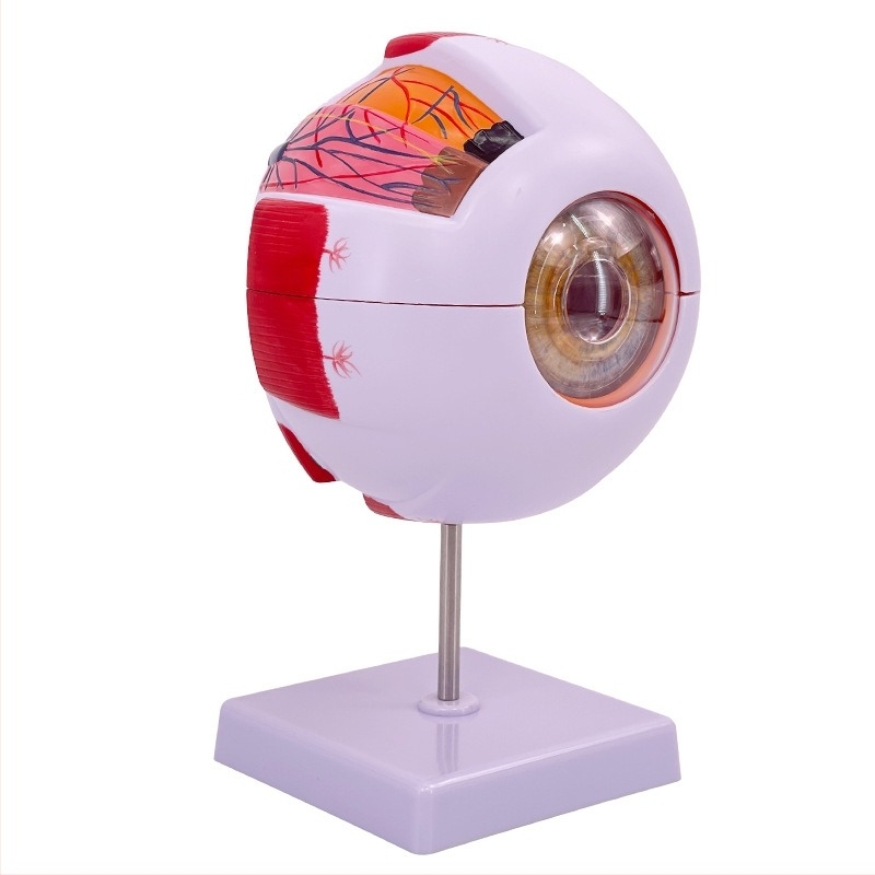 Model anatomic al ochiului uman, detașabil, din PVC, marca Blue Butterfly